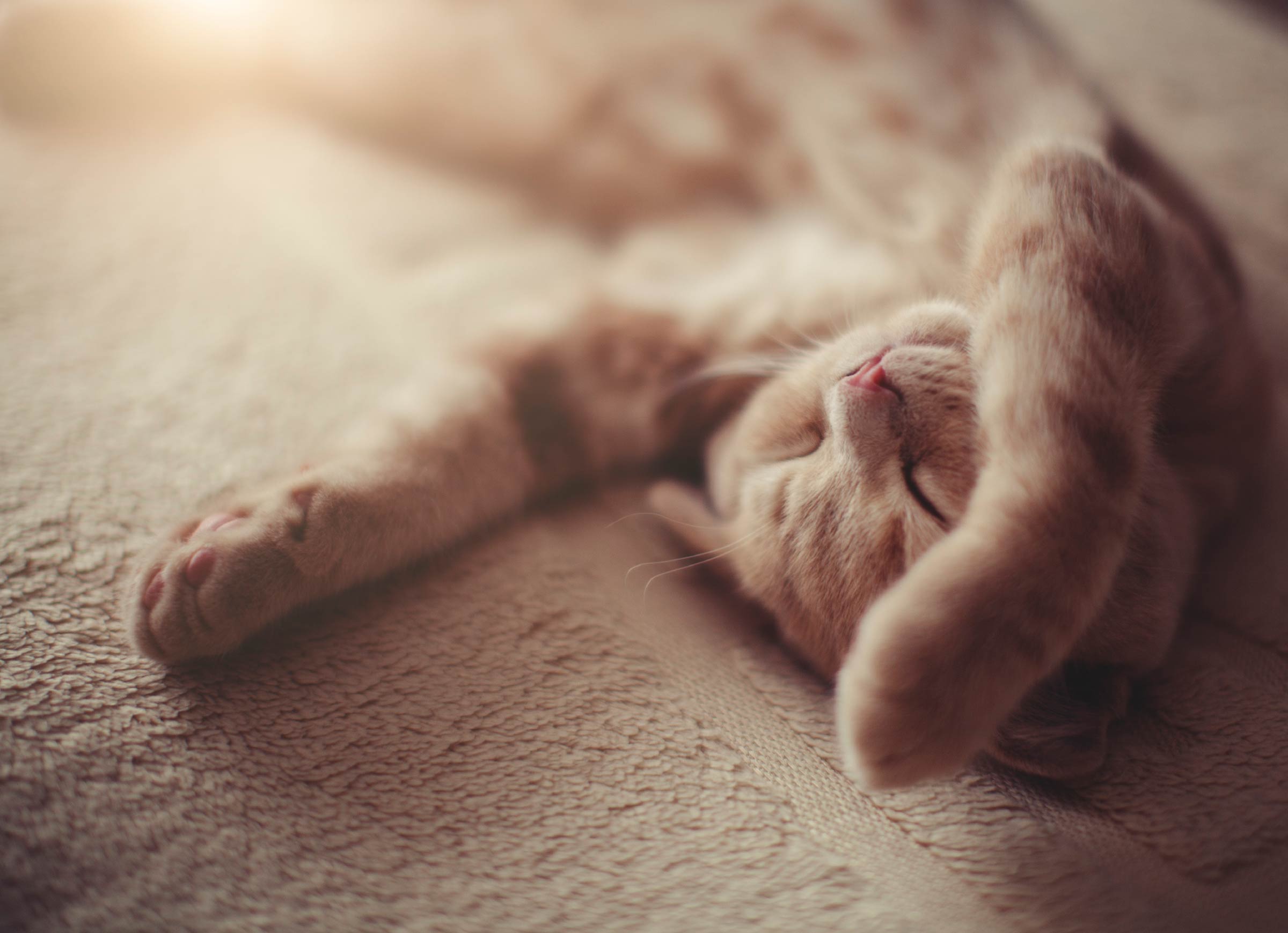 catdream